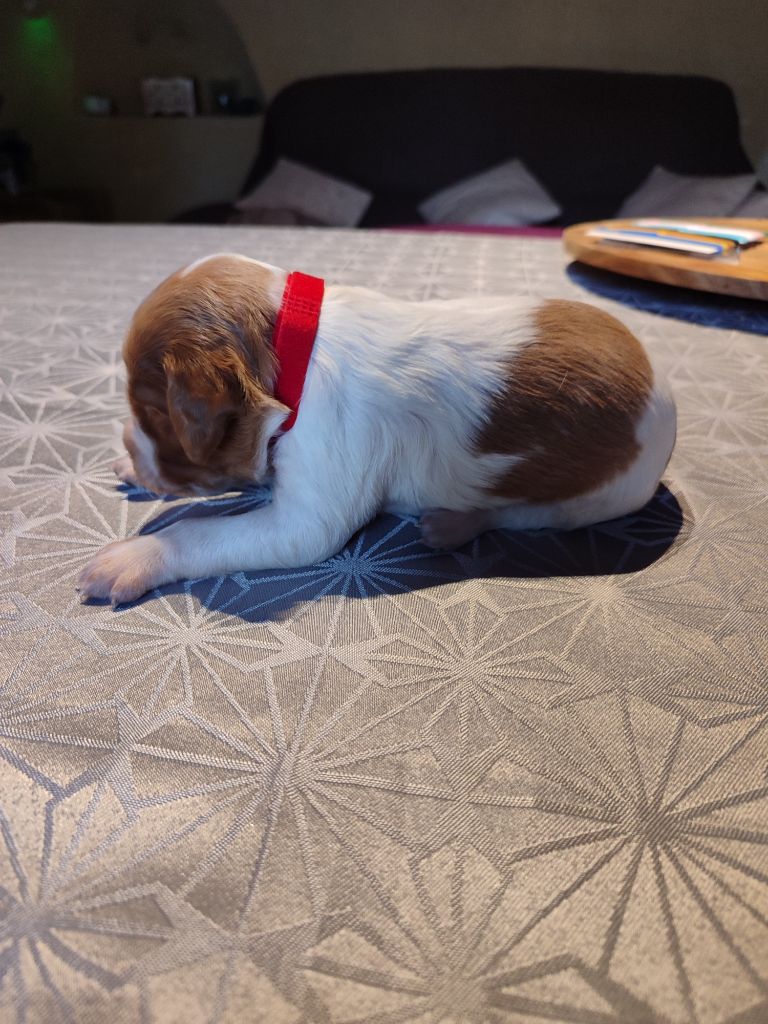 du vallon de losse - Chiots disponibles - Epagneul Breton