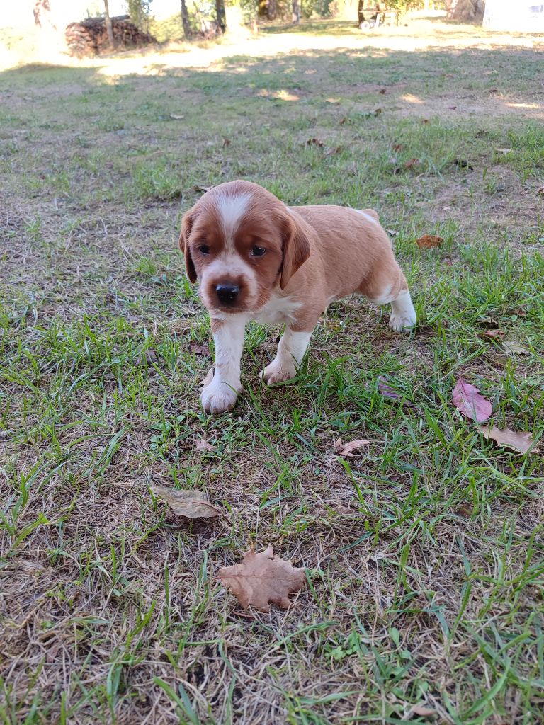 du vallon de losse - Chiots disponibles - Epagneul Breton