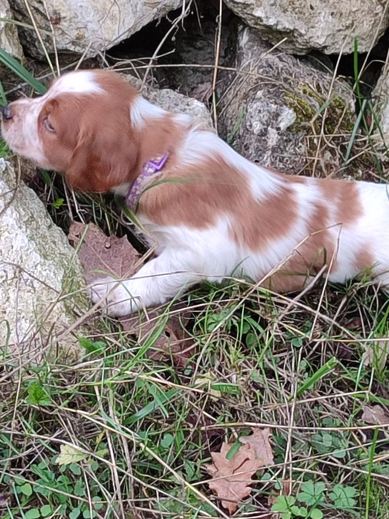 du vallon de losse - Chiots disponibles - Epagneul Breton