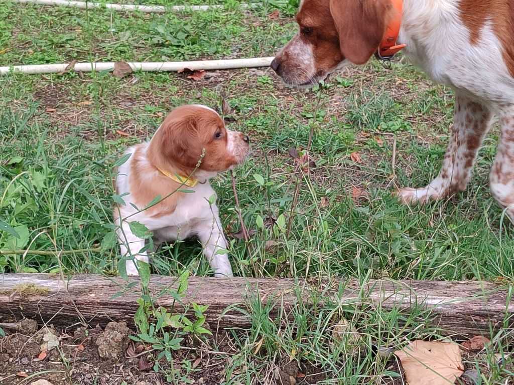 du vallon de losse - Chiots disponibles - Epagneul Breton