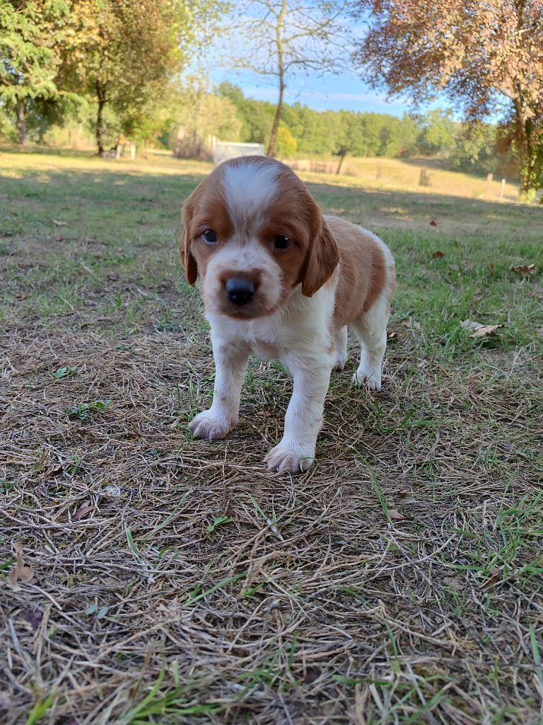 du vallon de losse - Chiots disponibles - Epagneul Breton