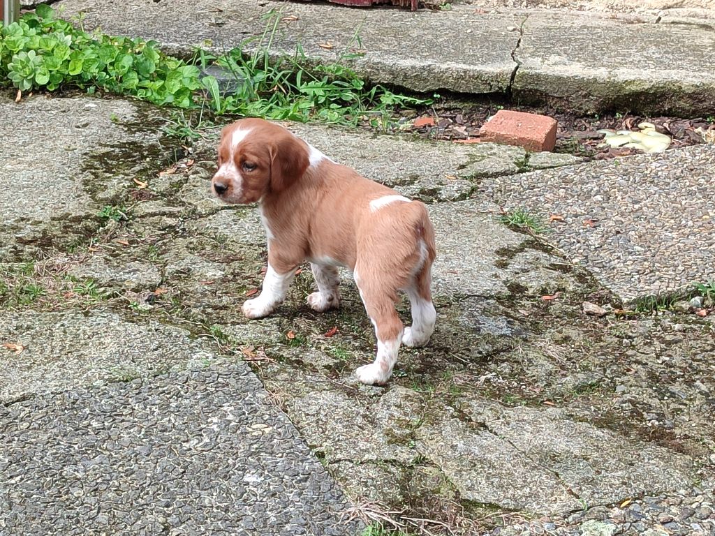 CHIOT