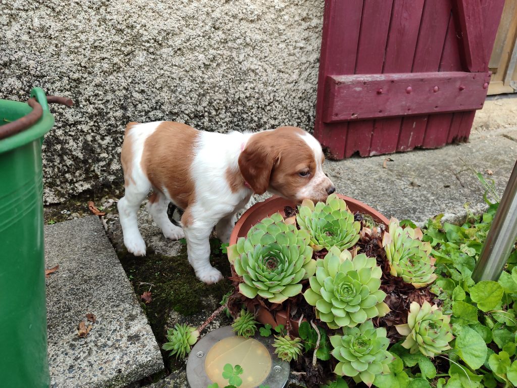 CHIOT