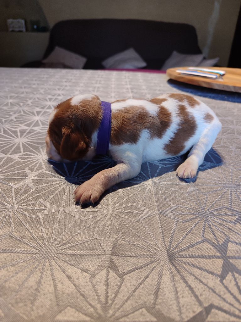 du vallon de losse - Chiots disponibles - Epagneul Breton
