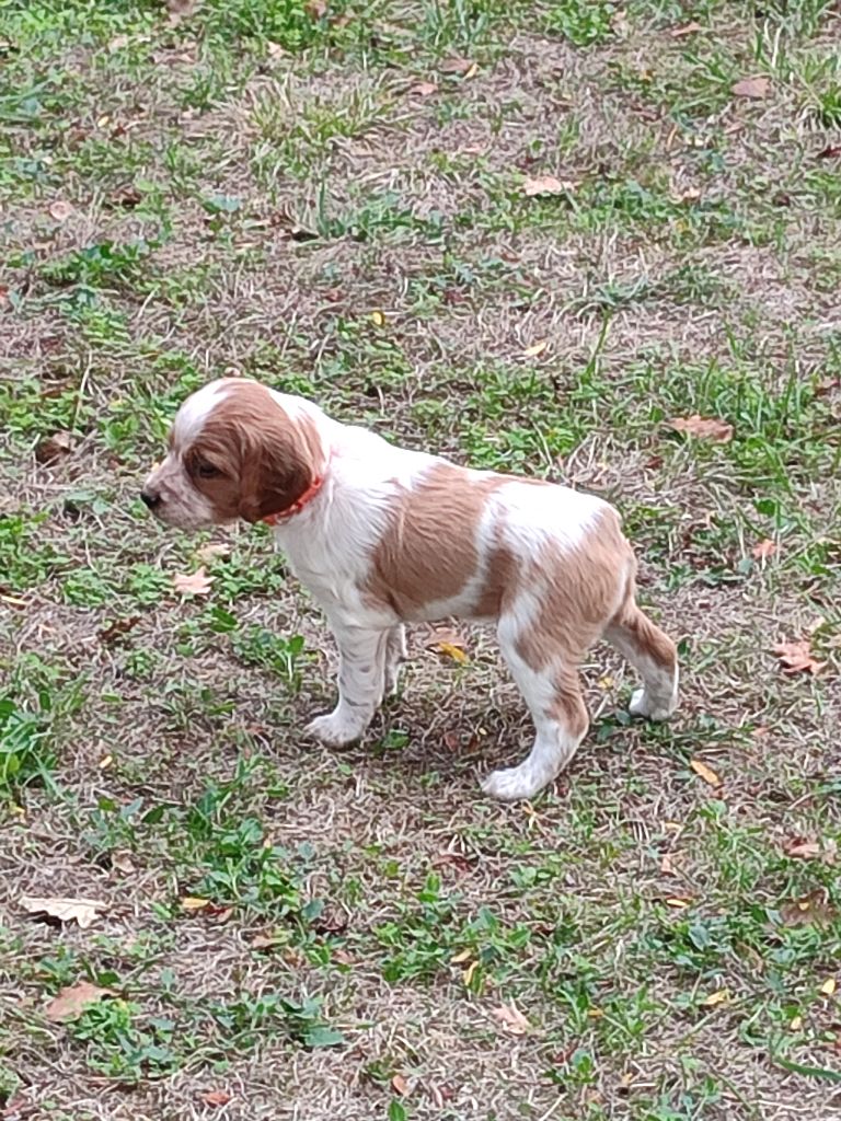 du vallon de losse - Chiots disponibles - Epagneul Breton
