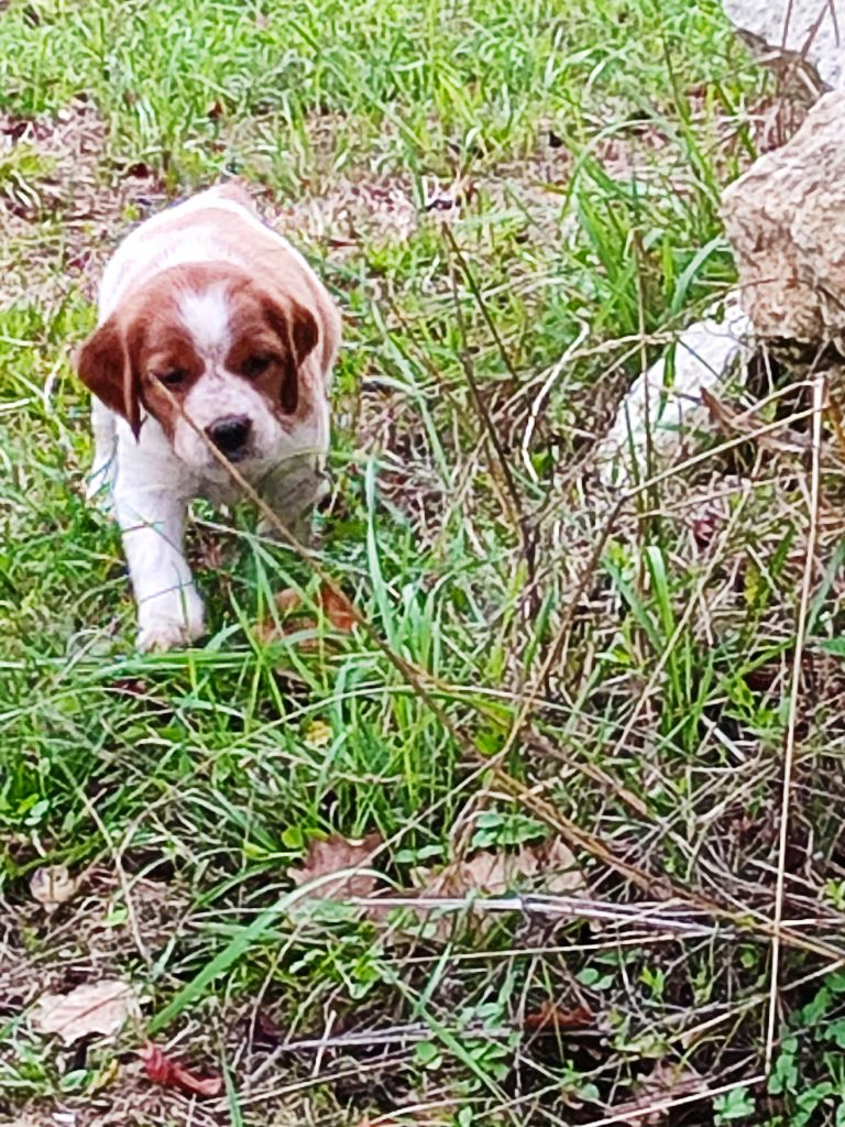 du vallon de losse - Chiots disponibles - Epagneul Breton