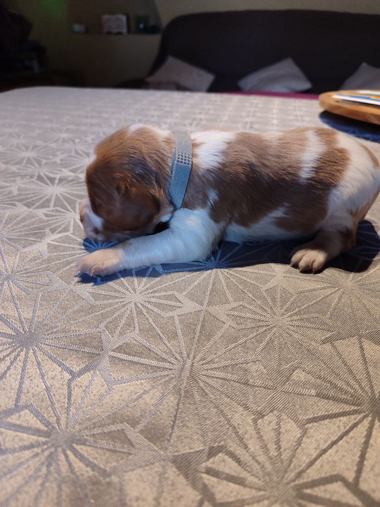 du vallon de losse - Chiots disponibles - Epagneul Breton
